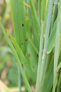 Spot blotch in barley