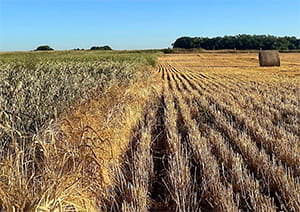 Baled greenfeed and a standing poly crop mixture for swath grazing. 