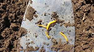 Wireworms on spade in dirt