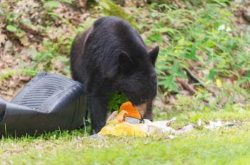 Photo of a bear eating garbage