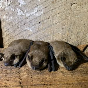 Photo of Big Brown Bats