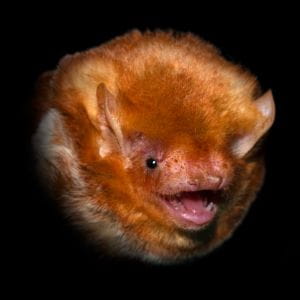 Photo of Eastern Red Bat