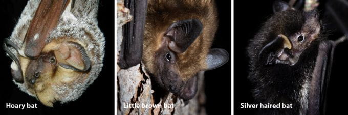 Photos of Hoary bat - Little brown bat - Silver haired bat