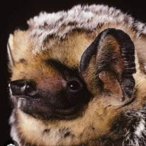Photo of Hoary Bat