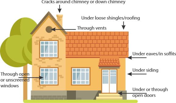 Illustration of how bats can enter a house