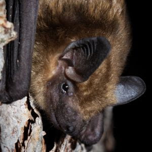 Photo of Little Brown Bat