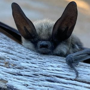 Photo of Long-eared Bat