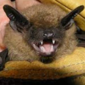 Photo of Northern Long-eared Bat