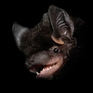 Photo of Silver-haired Bat