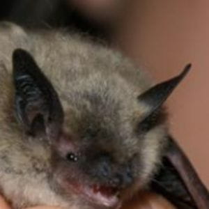 Photo of Western Small-footed Bat