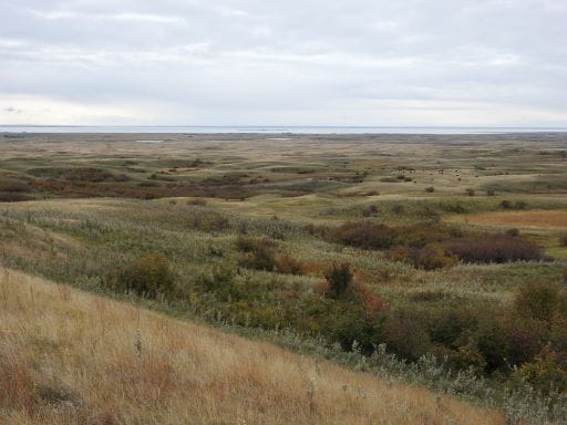 Province Proclaims Native Prairie Appreciation Week From June 14 To 20 