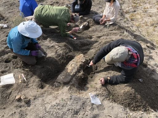 Royal Saskatchewan Museum Unveils New Fossil Find | News and Media |  Government of Saskatchewan