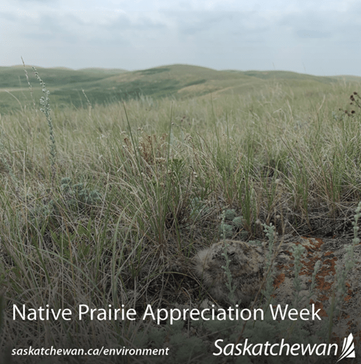 Native prairie with night jar