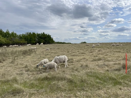 Dozens of sheep graze on a hill in summer.
