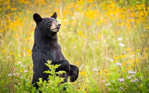 Black bear in meadow