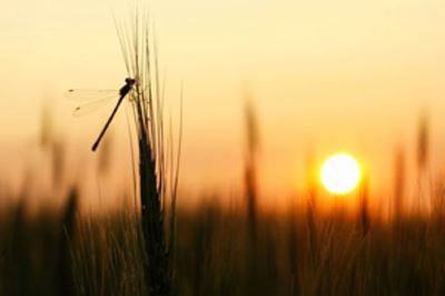 Sun setting in a wheat field, with close up of a dragon fly resting on a grain of wheat