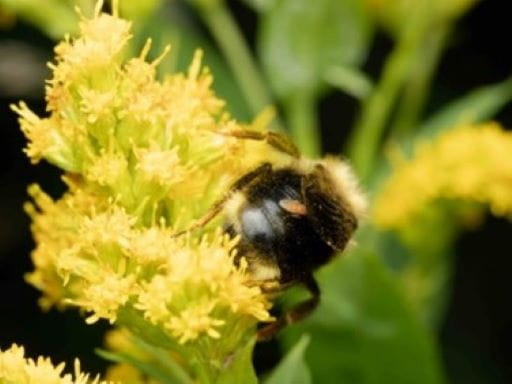 A close up of a Bumblebee on a yellow flower collecting nectar. 