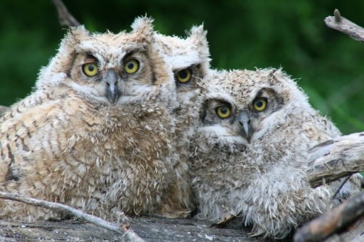 A close up picture of a nest with three young grey and white Great Horned owls with yellow eyes taken near Last Mountain Lake National Wildlife Area.