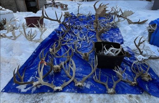 Approximately 25 sets of antlers and a plastic bin of assorted antlers laid out on a blue tarp, outside, on snow. There are also at least six sets of antlers in a small snow pile beside the tarp. 