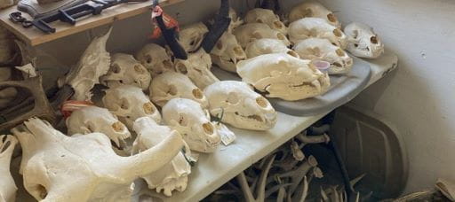 Approximately 20 animal skulls that have been cleaned and prepared for display laid out on an indoor bench. It includes several types of animals.