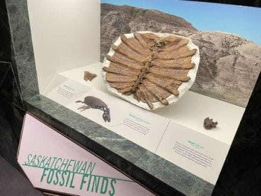 Saskatchewan Fossil Finds - Softshell turtle fossil (Axestemys) from Grasslands National Park on display in the Paleo Gallery.