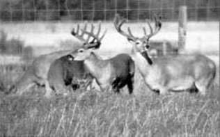 Pasture And Forage For White Tailed Deer Elk And Deer - 